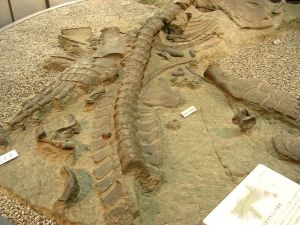 800px-Futabasaurus-suzukii_fossil-rock_replica_at_Tokyo_NSM
